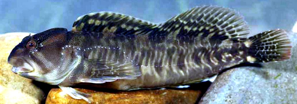 Salaria fluviatilis_05.jpg